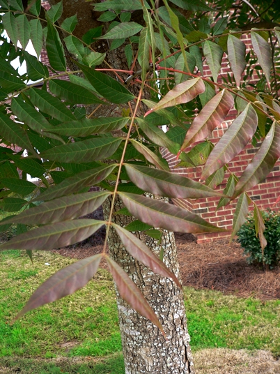 {Pistacia chinensis}